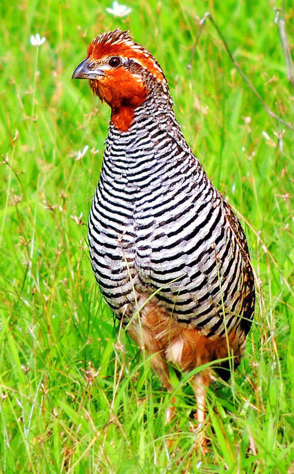 丛林鹑 / Jungle Bush Quail / Perdicula asiatica