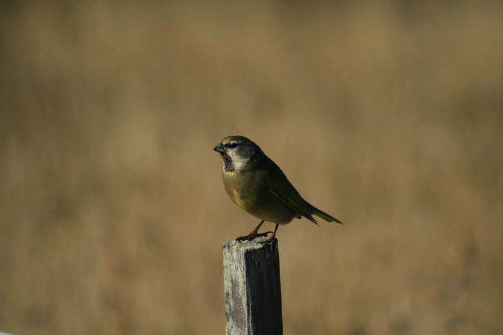 黑喉雀鹀 / White-bridled Finch / Melanodera melanodera