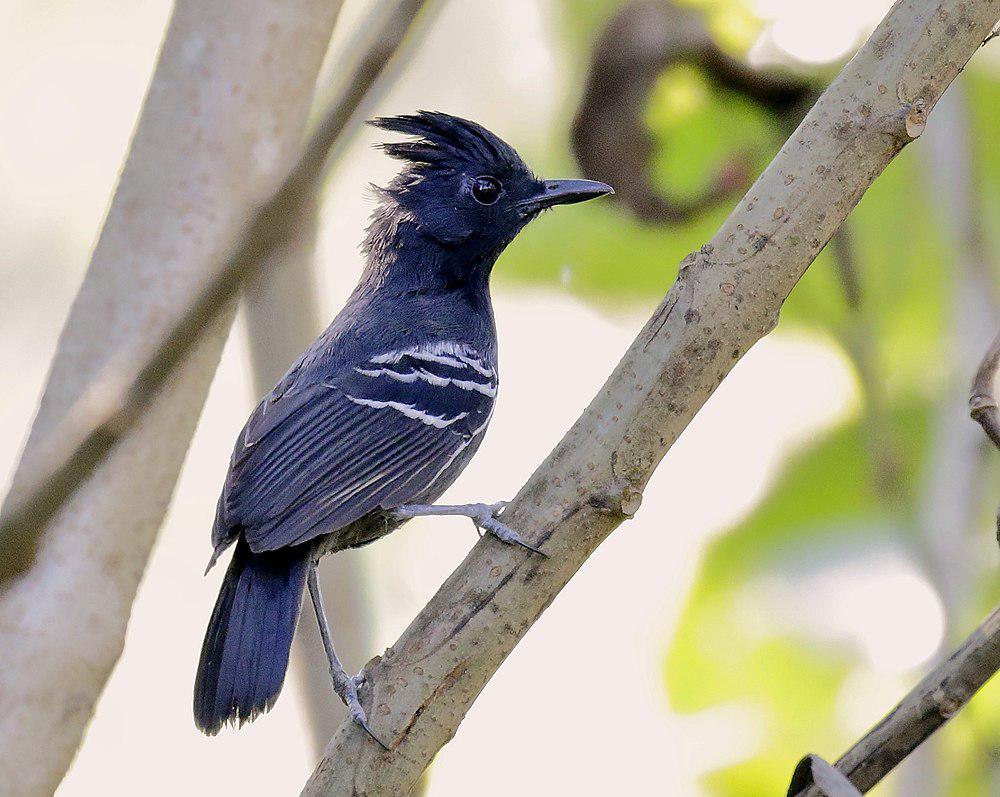 棕冠蚁鸟 / White-lined Antbird / Myrmoborus lophotes