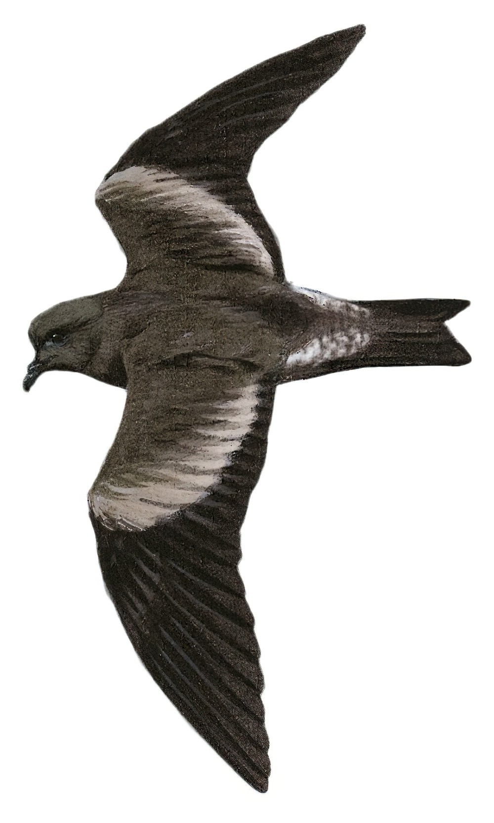 艾恩雷氏海燕 / Ainley's Storm Petrel / Oceanodroma cheimomnestes