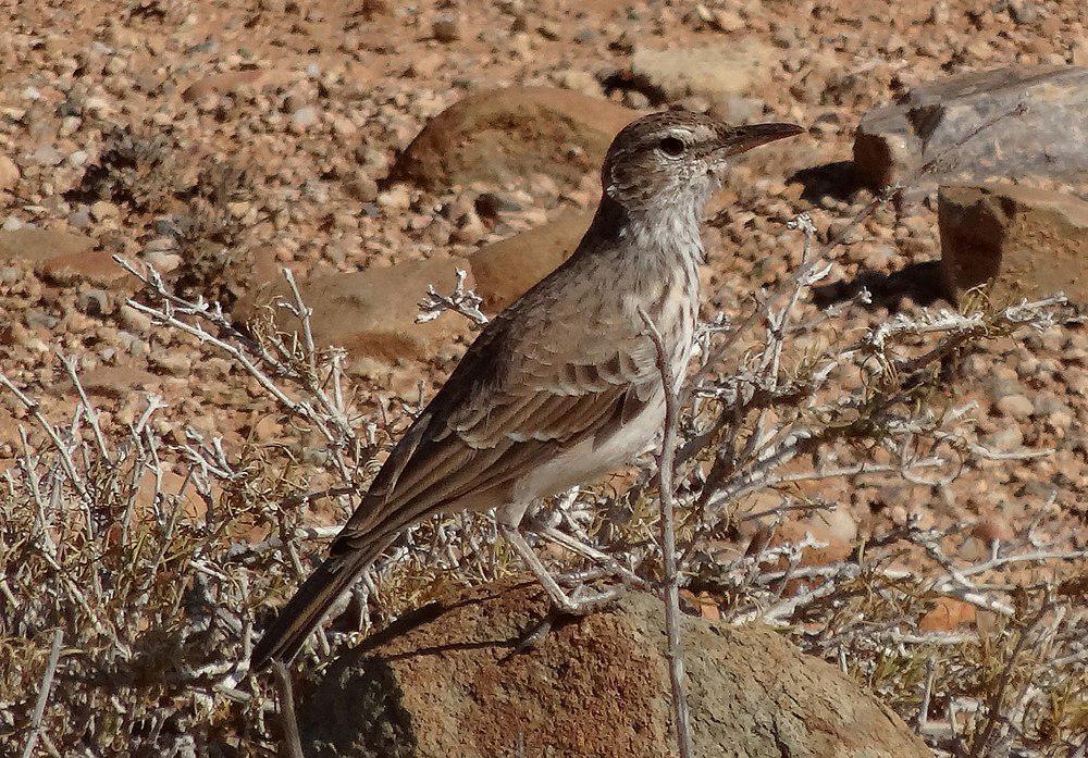 本格拉歌百灵 / Benguela Long-billed Lark / Certhilauda benguelensis