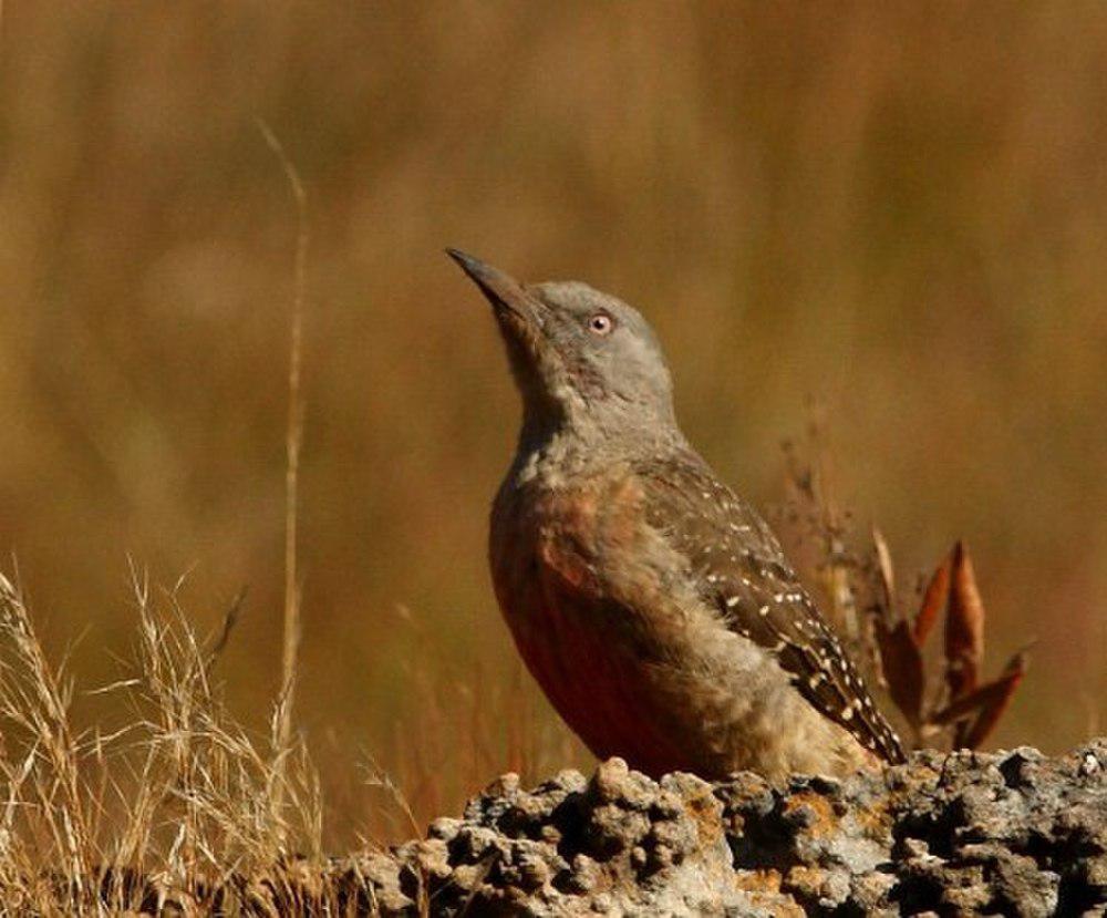 地啄木鸟 / Ground Woodpecker / Geocolaptes olivaceus