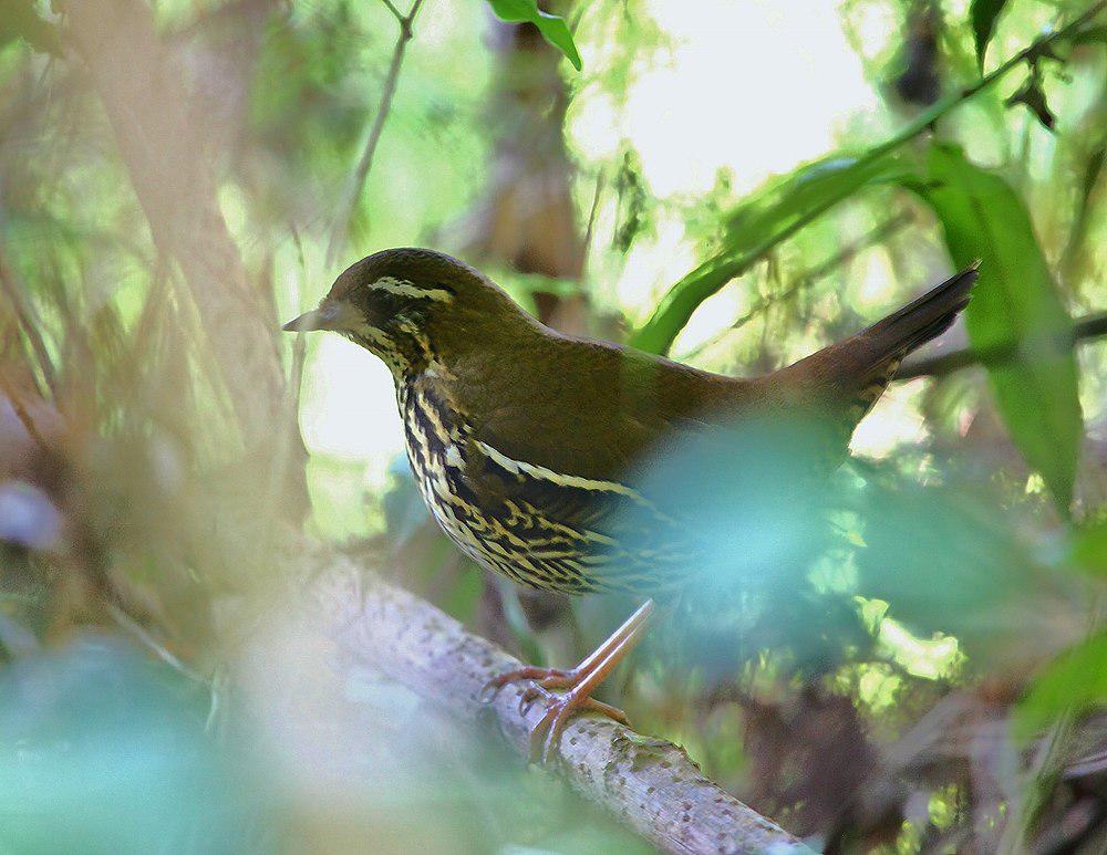 棕尾蚁鸫 / Rufous-tailed Antthrush / Chamaeza ruficauda