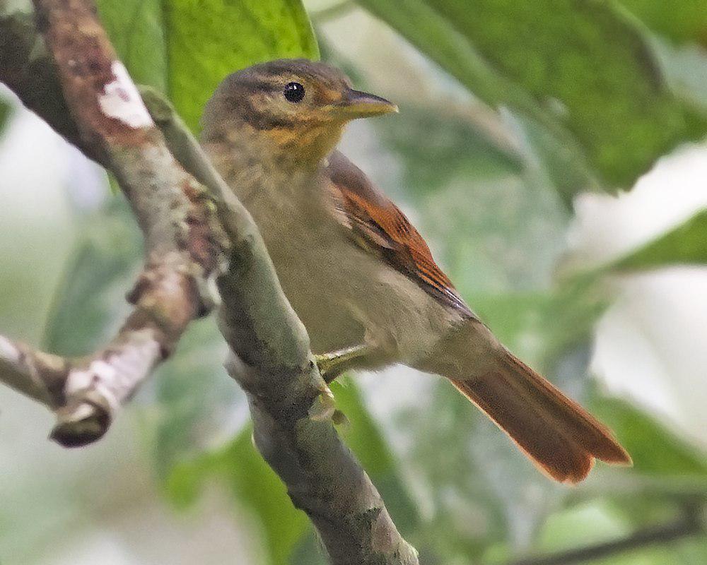 栗翅拾叶雀 / Chestnut-winged Foliage-gleaner / Dendroma erythroptera