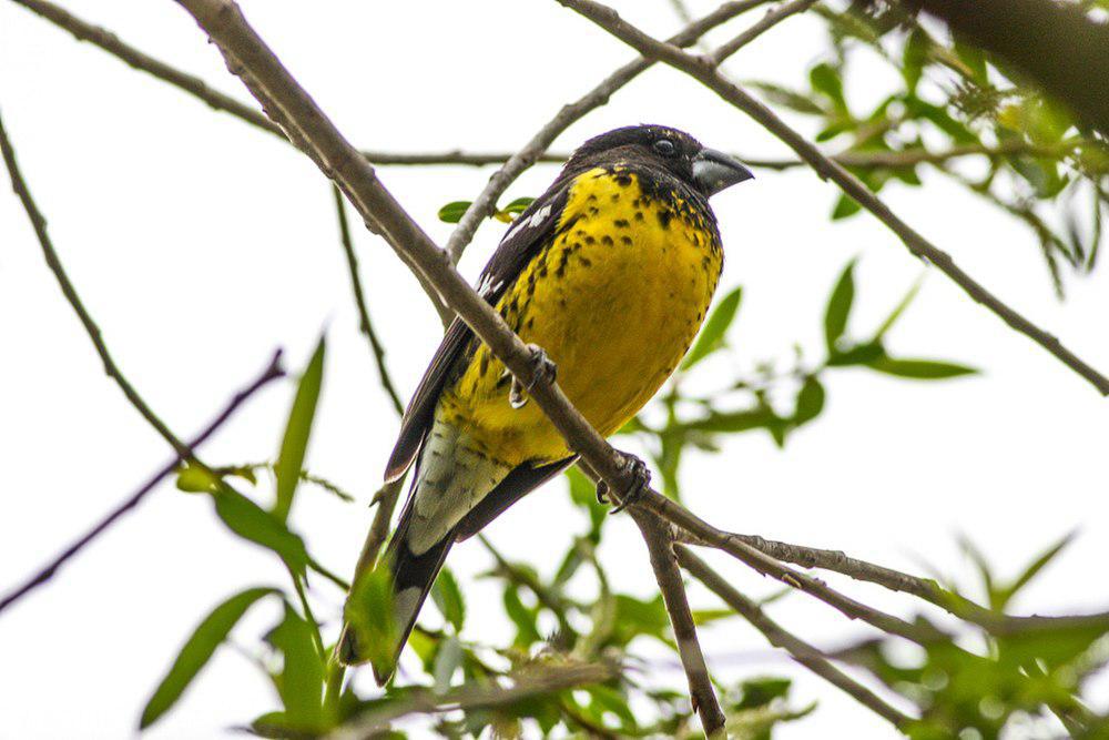 黑背白斑翅雀 / Black-backed Grosbeak / Pheucticus aureoventris