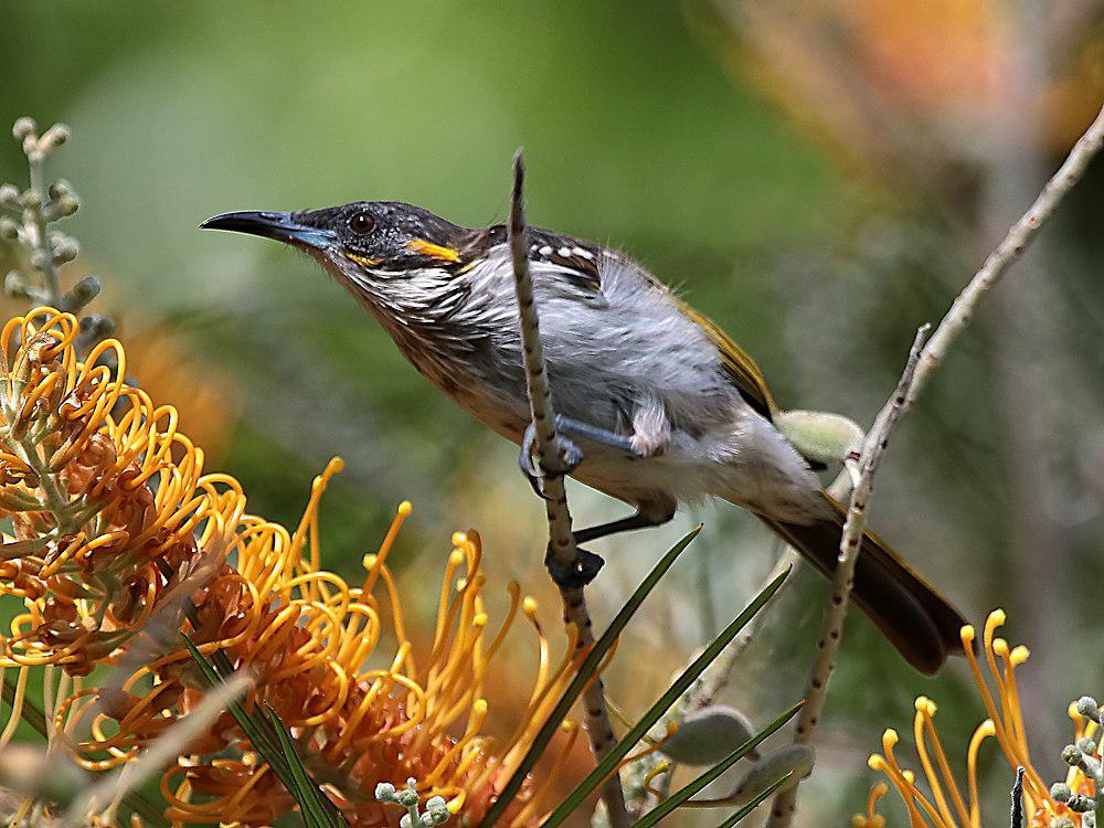 白纹岩吸蜜鸟 / White-streaked Honeyeater / Trichodere cockerelli