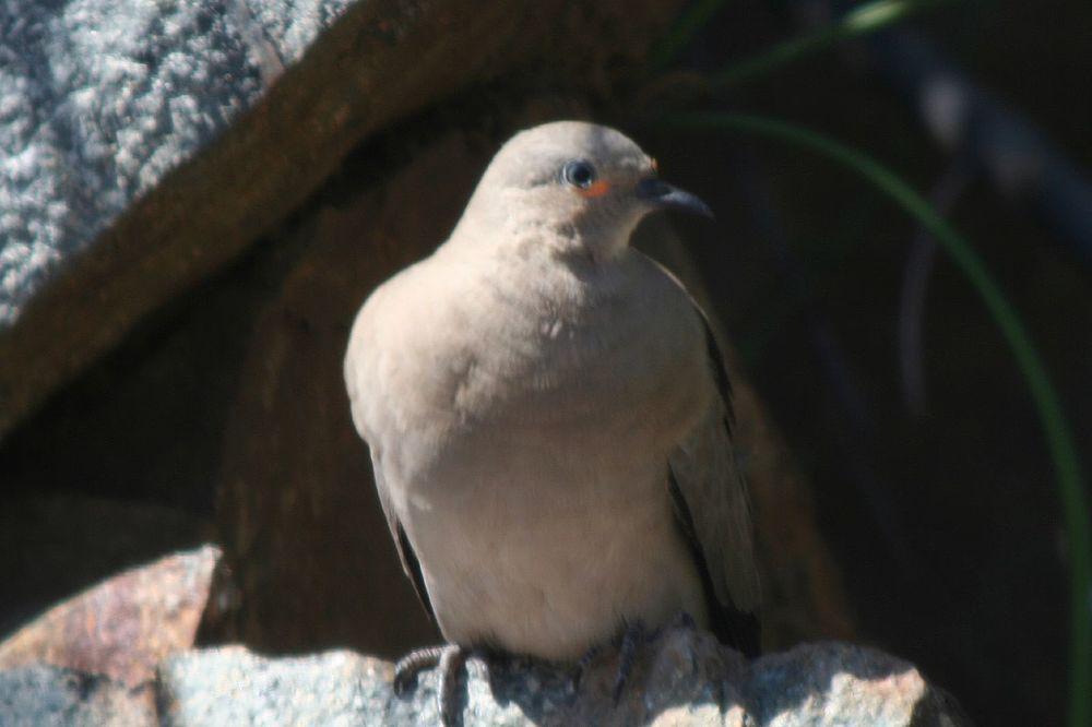 黑翅地鸠 / Black-winged Ground Dove / Metriopelia melanoptera