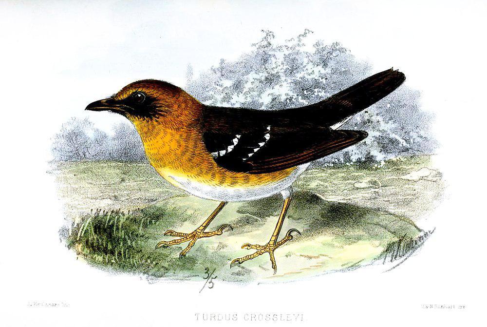 科氏地鸫 / Crossley\'s Ground Thrush / Geokichla crossleyi