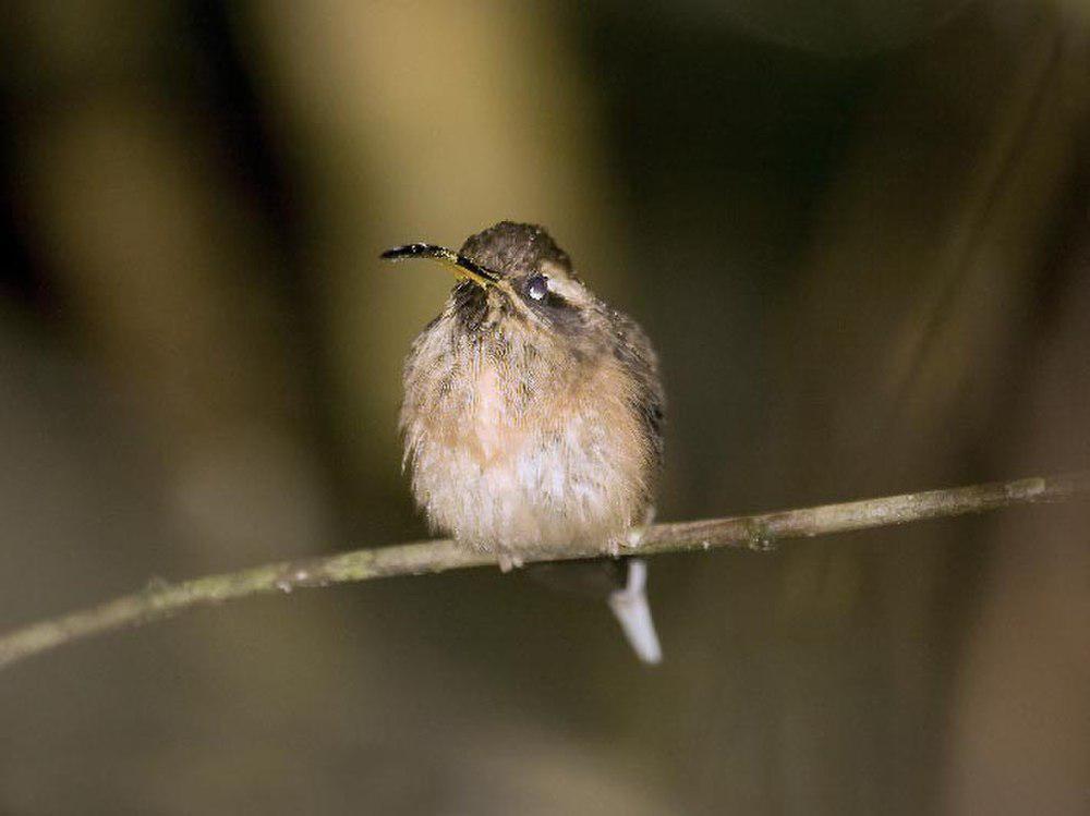 暗喉隐蜂鸟 / Dusky-throated Hermit / Phaethornis squalidus