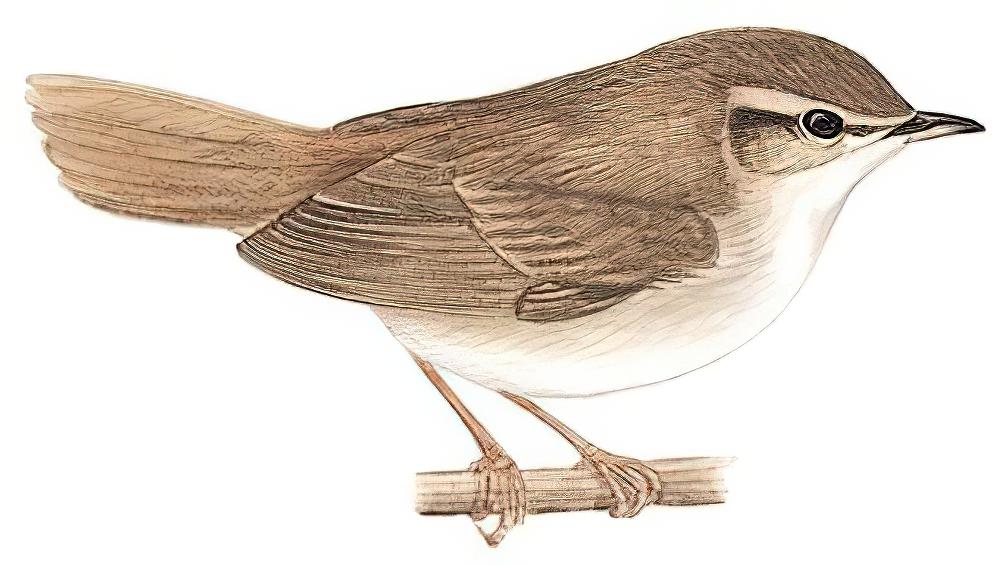 宽尾树莺 / Cetti\'s Warbler / Cettia cetti