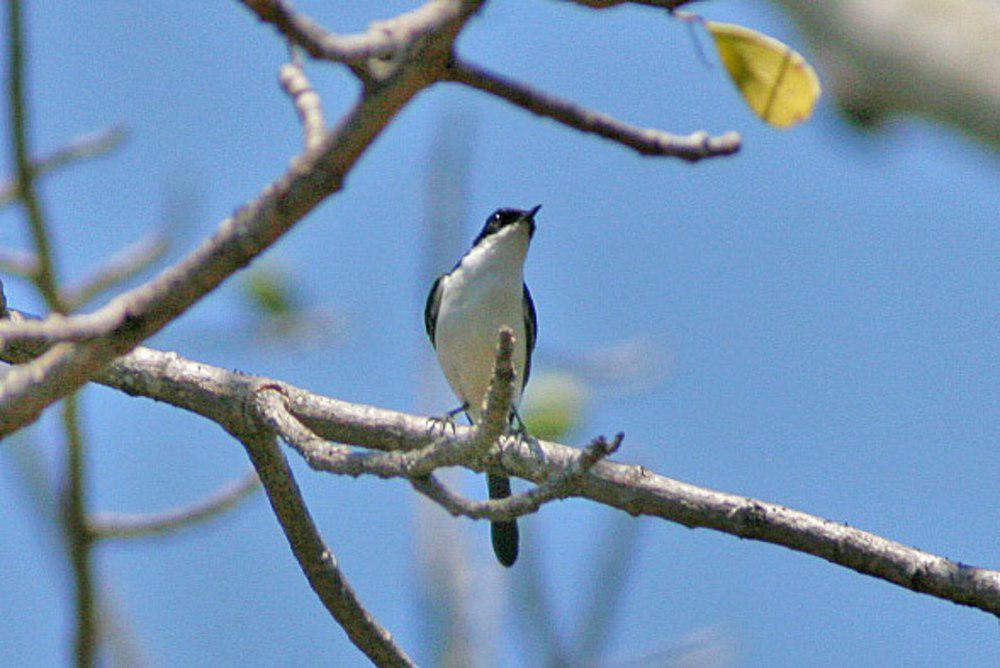 帝汶林䳭 / White-bellied Bush Chat / Saxicola gutturalis