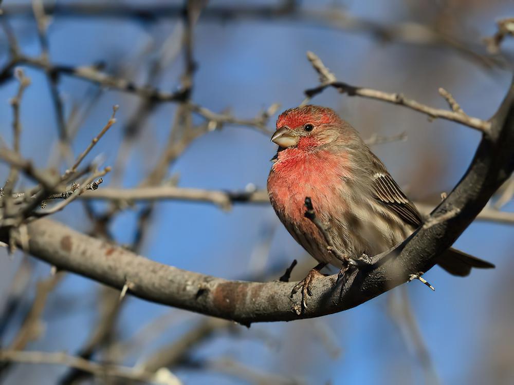 家朱雀 / House Finch / Haemorhous mexicanus