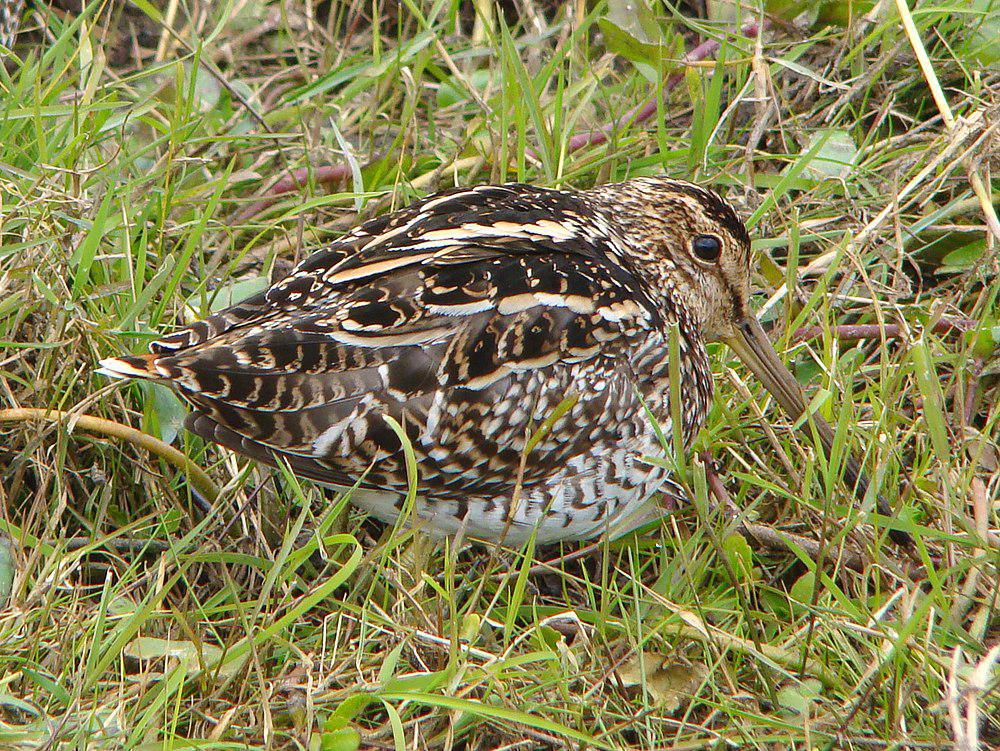 南美沙锥 / South American Snipe / Gallinago paraguaiae