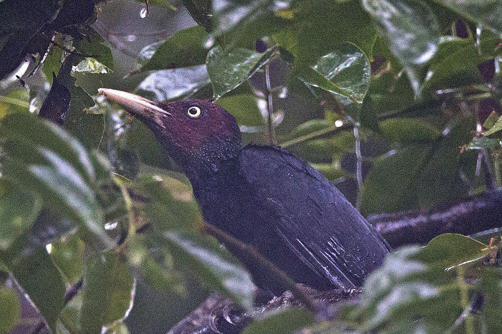 乌啄木鸟 / Sooty Woodpecker / Mulleripicus funebris