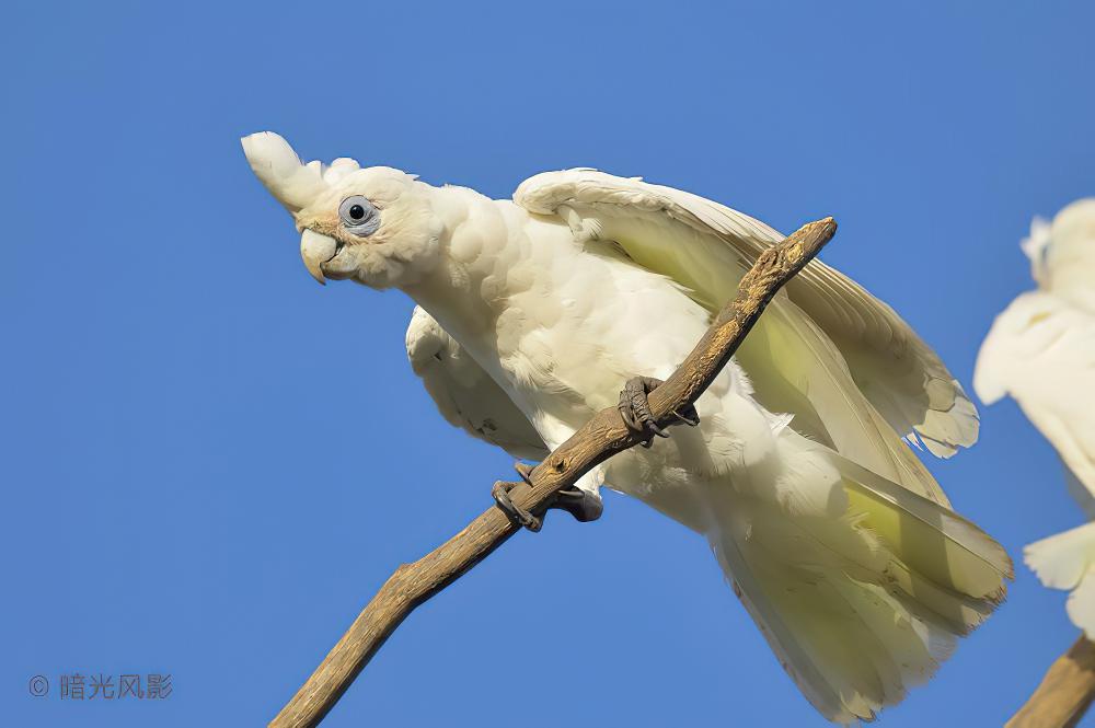 小凤头鹦鹉 / Little Corella / Cacatua sanguinea