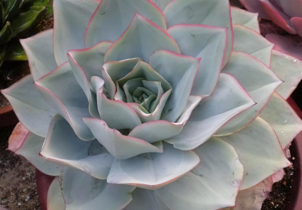 广寒宫 Echeveria cante