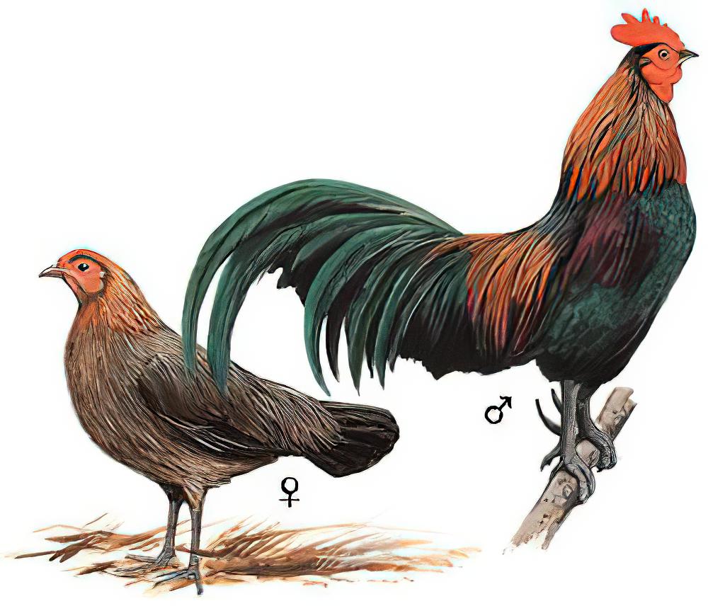 红原鸡 / Red Junglefowl / Gallus gallus