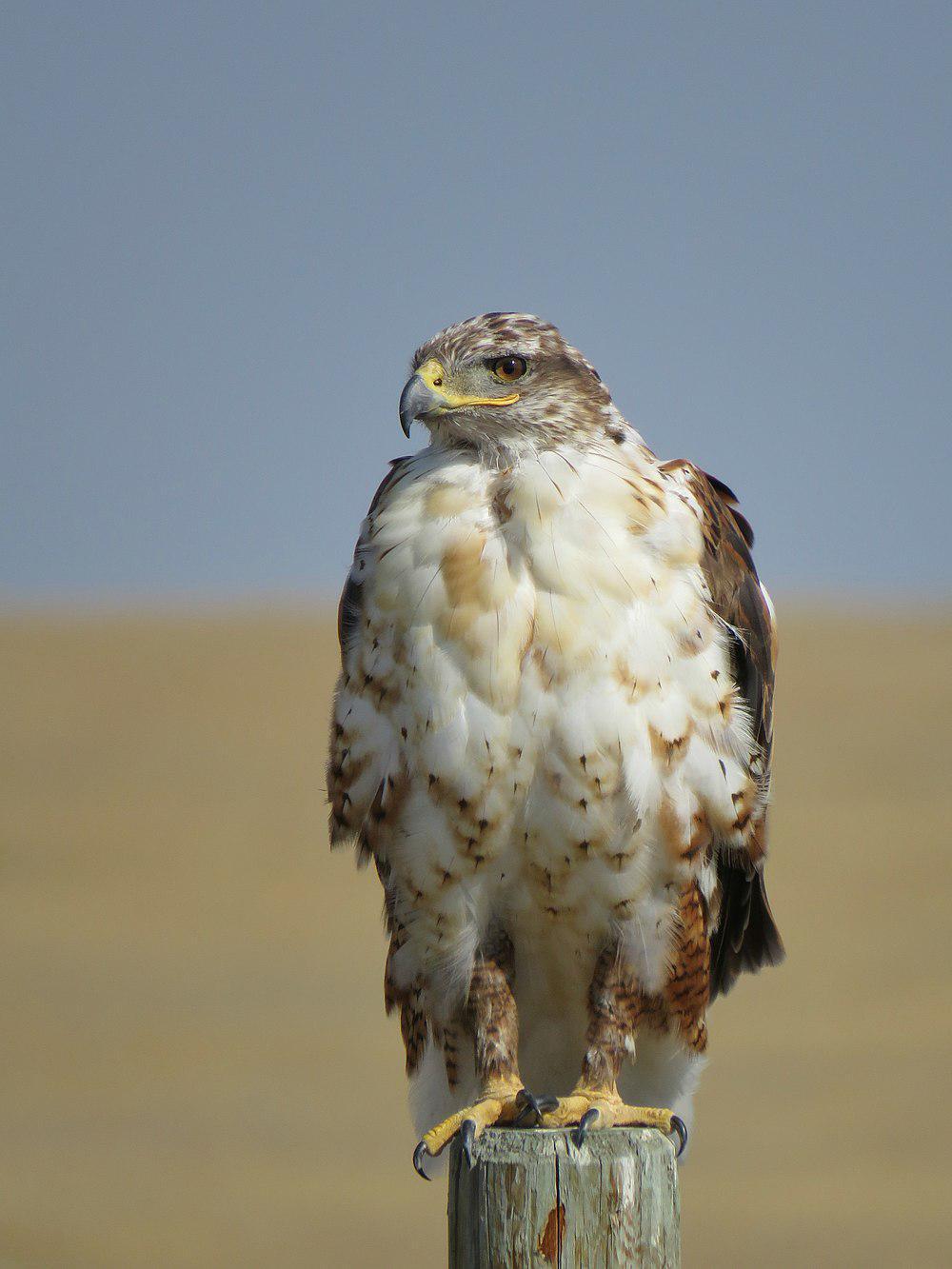 王鵟 / Ferruginous Hawk / Buteo regalis