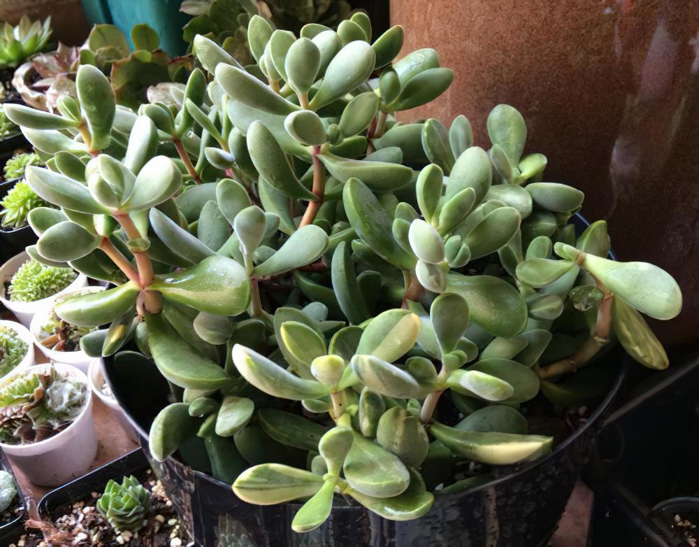 若歌诗Crassula Rogersii