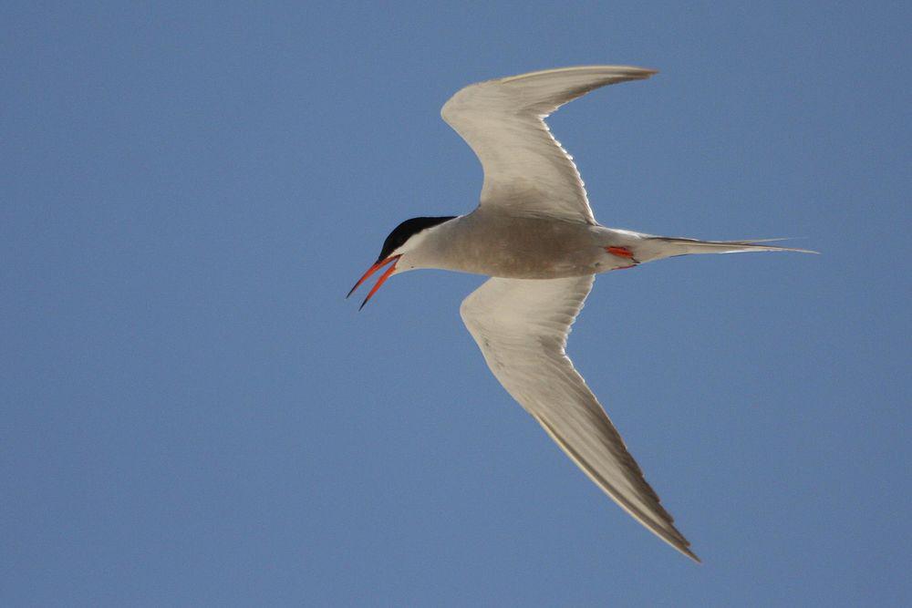 白颊燕鸥 / White-cheeked Tern / Sterna repressa