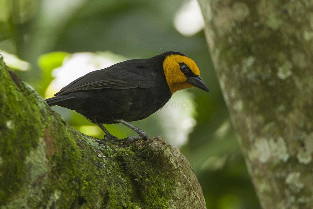 黑腹山织雀 / Black-billed Weaver / Ploceus melanogaster