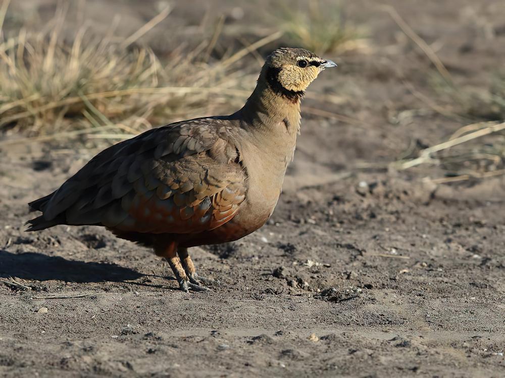 黄喉沙鸡 / Yellow-throated Sandgrouse / Pterocles gutturalis