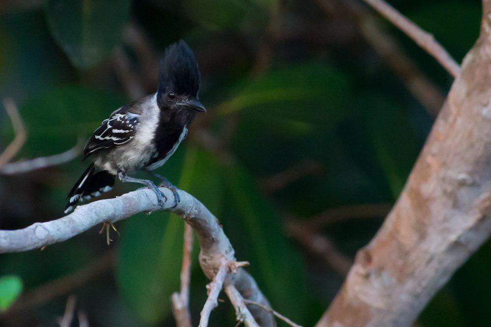 黑冠蚁鵙 / Black-crested Antshrike / Sakesphorus canadensis