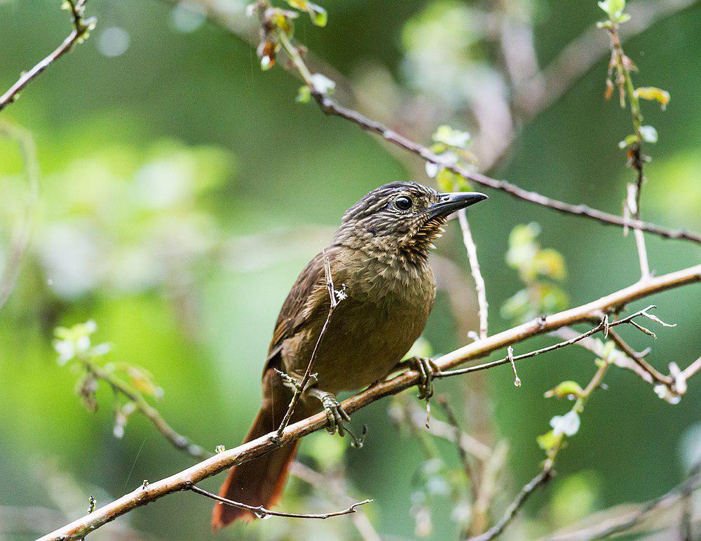 黑嘴树猎雀 / Black-billed Treehunter / Thripadectes melanorhynchus