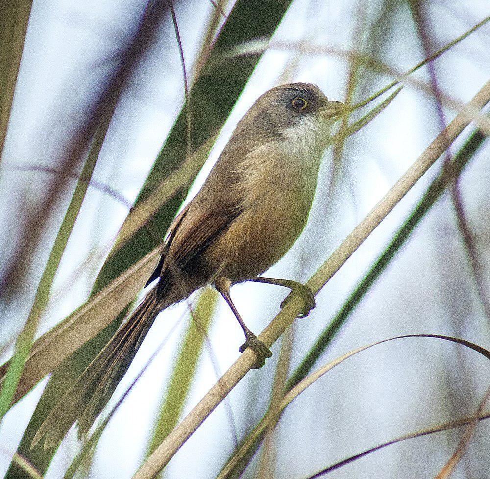 杰氏鹛雀 / Jerdon\'s Babbler / Chrysomma altirostre