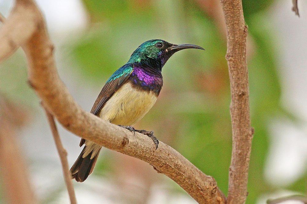 杂色花蜜鸟 / Variable Sunbird / Cinnyris venustus