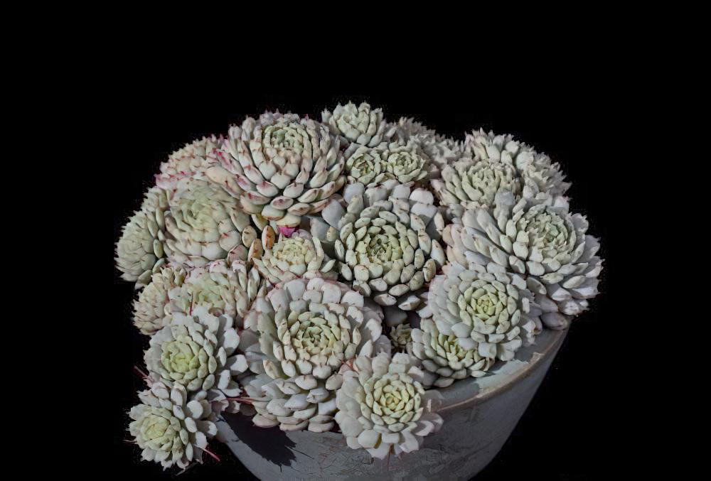 小红衣 Echeveria ‘Vincent Catto’