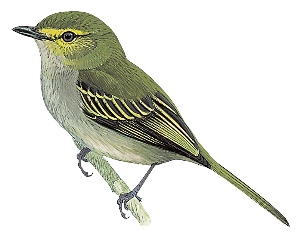 乔科小霸鹟 / Choco Tyrannulet / Zimmerius albigularis