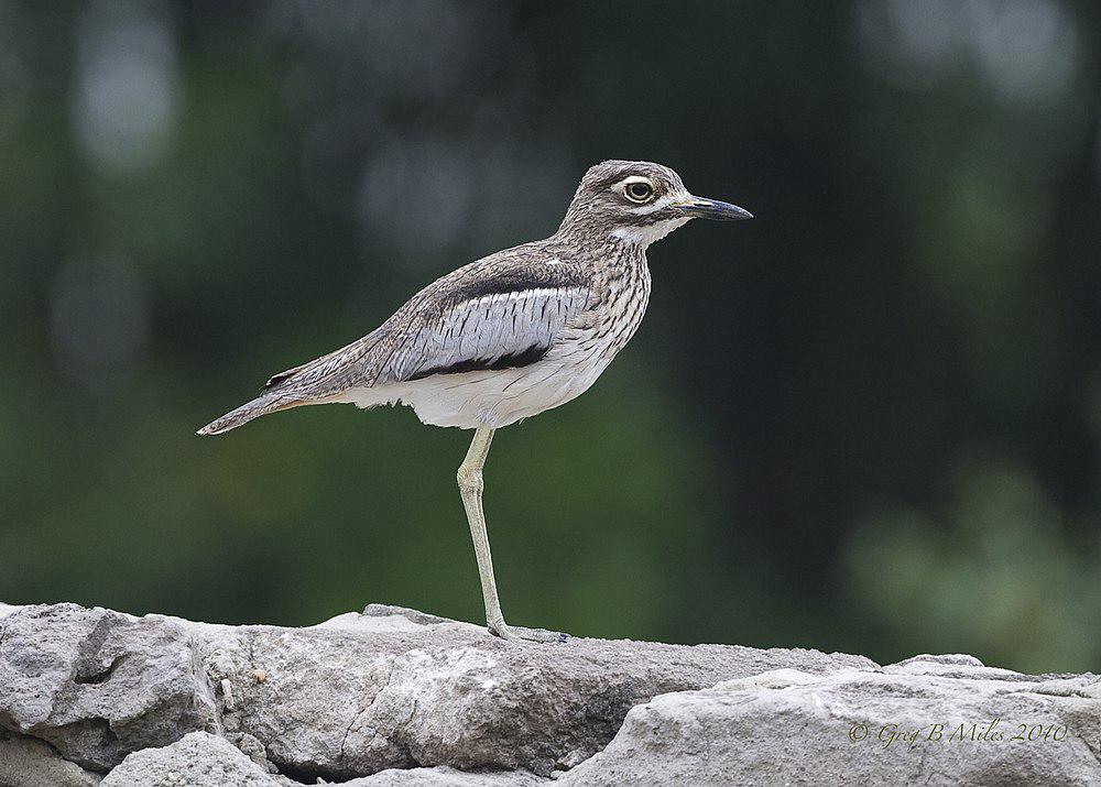 水石鸻 / Water Thick-knee / Burhinus vermiculatus