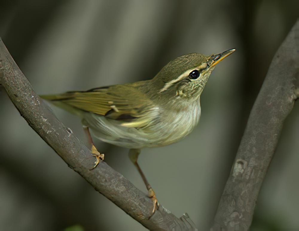 堪察加柳莺 / Kamchatka Leaf Warbler / Phylloscopus examinandus