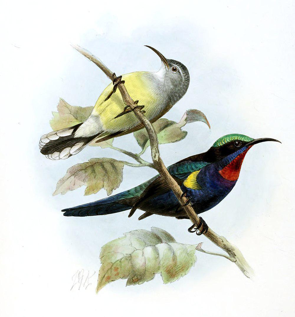 铜喉花蜜鸟 / Copper-throated Sunbird / Leptocoma calcostetha