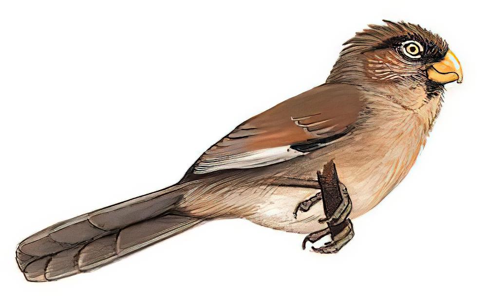 三趾鸦雀 / Three-toed Parrotbill / Cholornis paradoxus