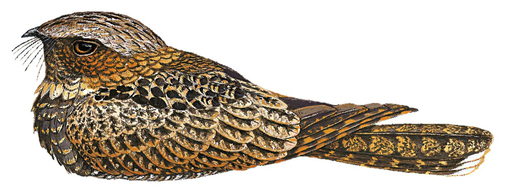 丝尾夜鹰 / Silky-tailed Nightjar / Antrostomus sericocaudatus