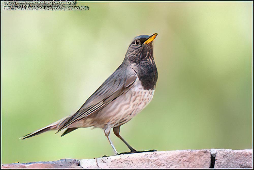 黑颈鸫 / Black-throated Thrush / Turdus atrogularis