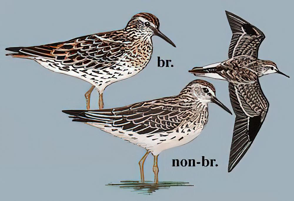 尖尾滨鹬 / Sharp-tailed Sandpiper / Calidris acuminata