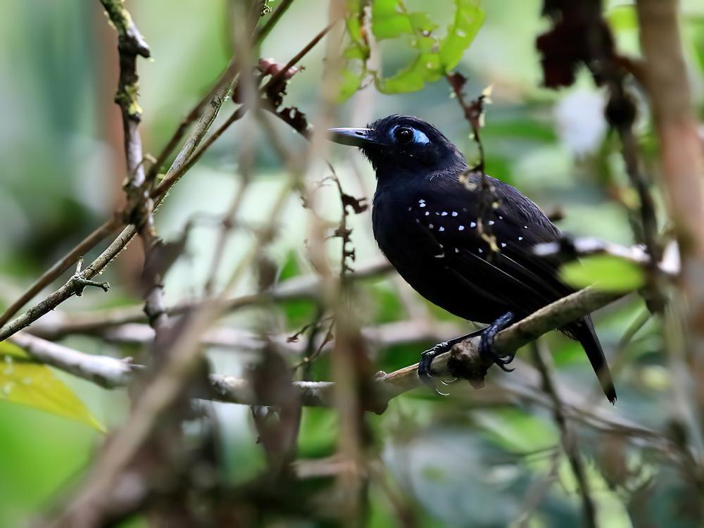 铅色蚁鸟 / Plumbeous Antbird / Myrmelastes hyperythrus