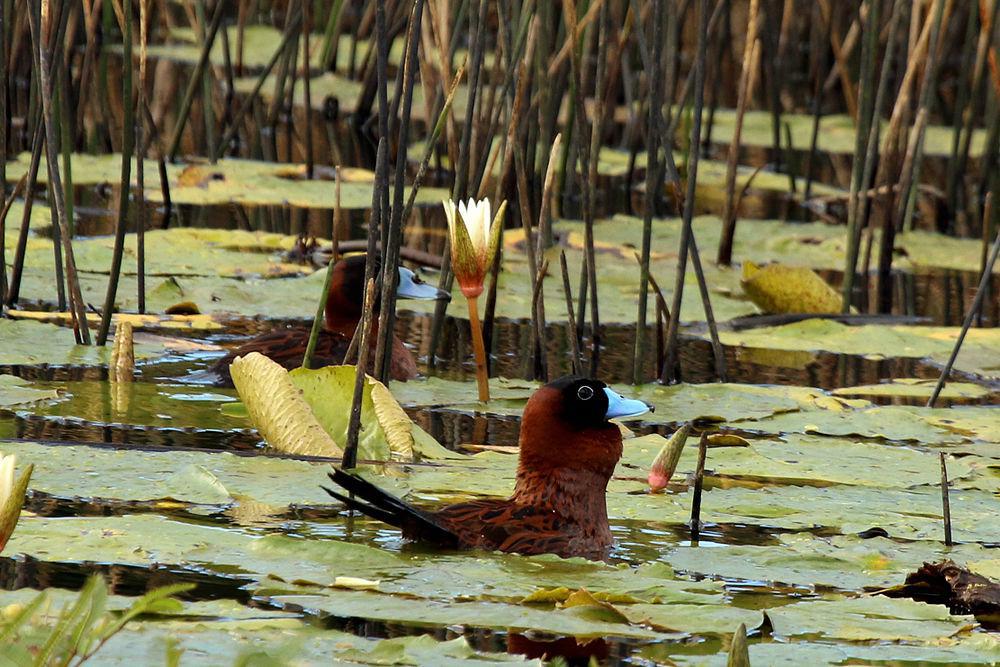 花脸硬尾鸭 / Masked Duck / Nomonyx dominicus