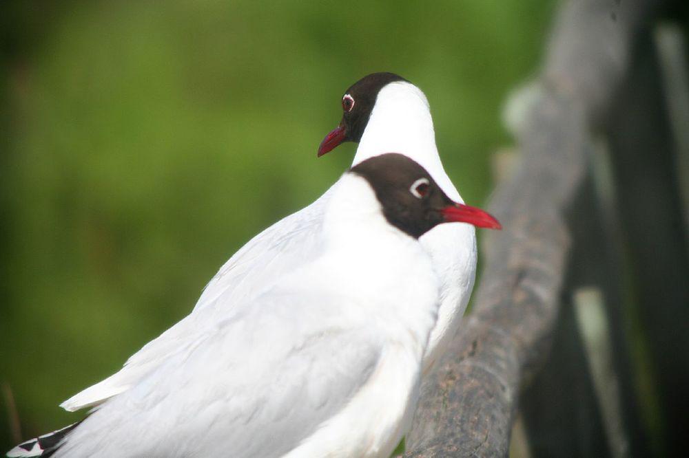 褐头鸥 / Brown-hooded Gull / Chroicocephalus maculipennis