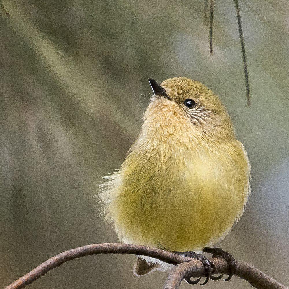 小刺嘴莺 / Yellow Thornbill / Acanthiza nana