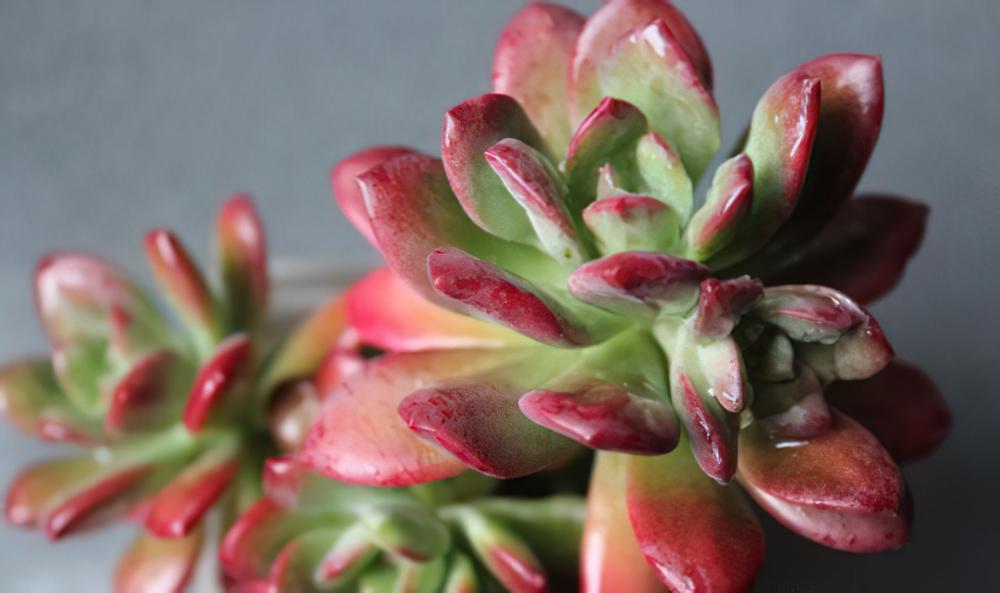 红稚莲 Echeveria macdougallii