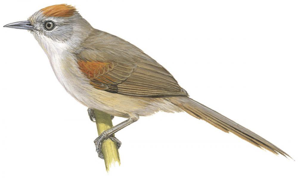 奥利诺科针尾雀 / Rio Orinoco Spinetail / Synallaxis beverlyae