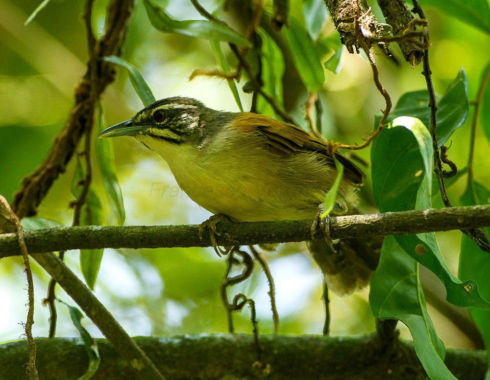 须苇鹪鹩 / Moustached Wren / Pheugopedius genibarbis