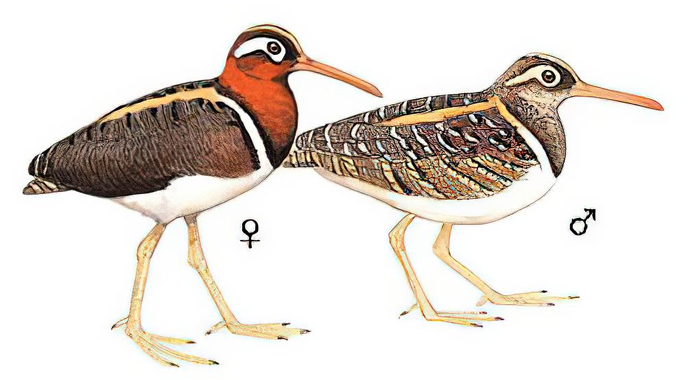 彩鹬 / Greater Painted-snipe / Rostratula benghalensis