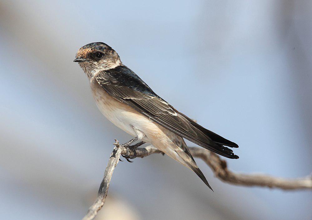 树燕 / Tree Martin / Petrochelidon nigricans