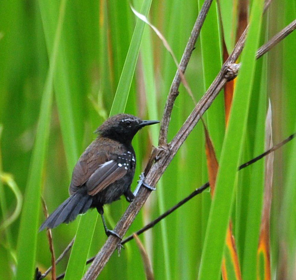 巴拉那蚁鹩 / Marsh Antwren / Stymphalornis acutirostris