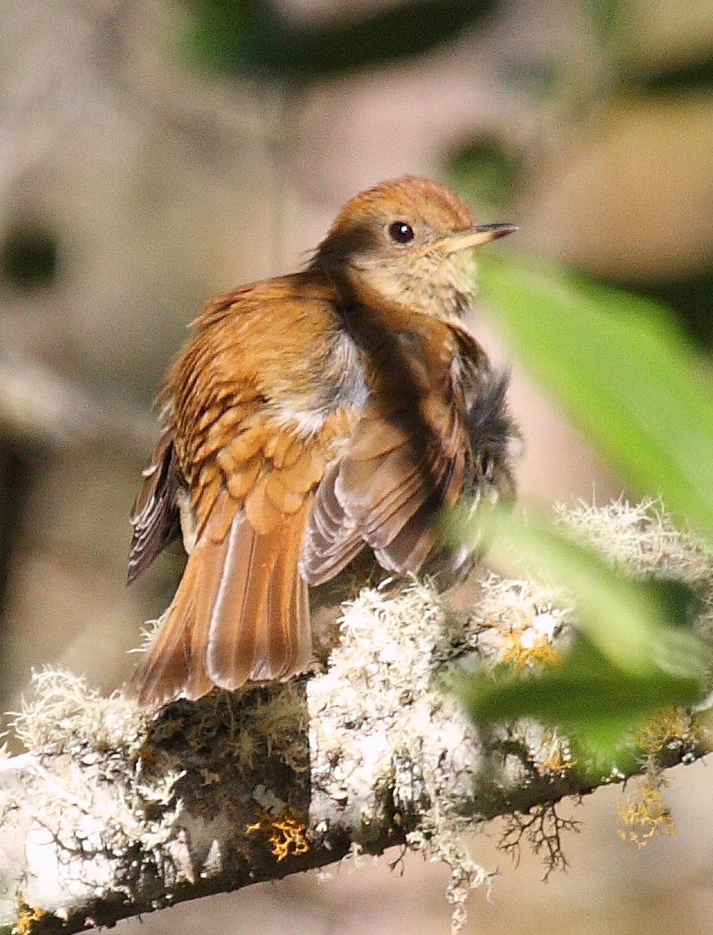 红顶夜鸫 / Ruddy-capped Nightingale-Thrush / Catharus frantzii